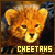 Cheetahs fan